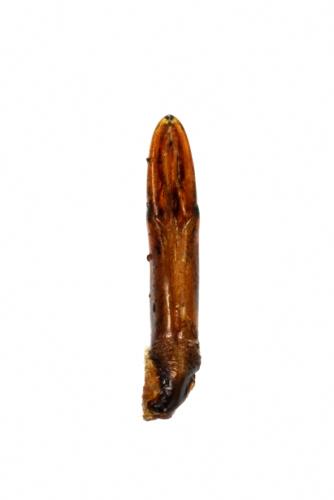 Réf. 315 737 : Dryops luridus